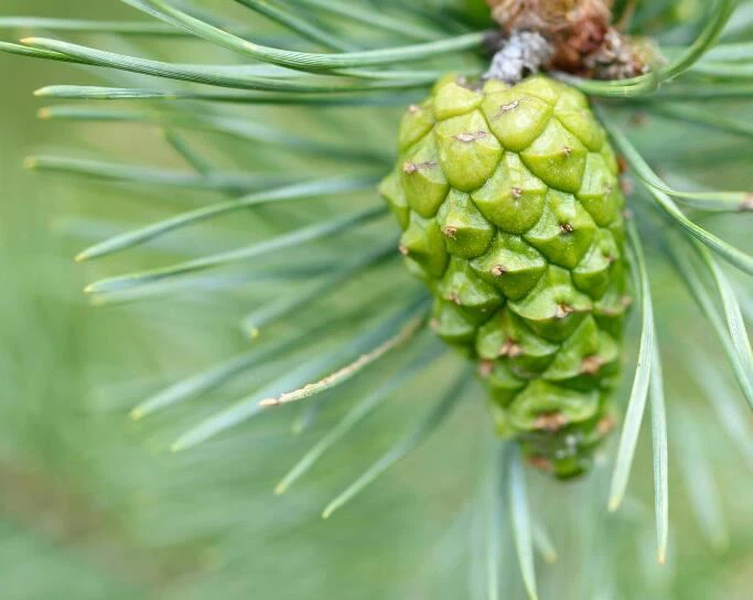 Pine Pollen nutrition