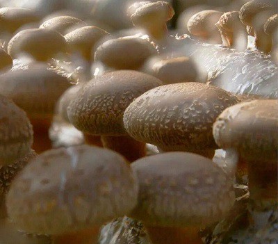Y a-t-il un avantage fonctionnel des corps fruitiers par rapport au mycélium ?