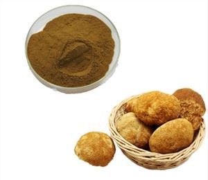Poudre de manne du lion en vrac