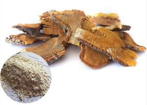 Extrait de racine de Cuspidatum de Polygonum