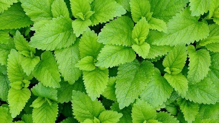 Qu'est-ce que la chlorophylle