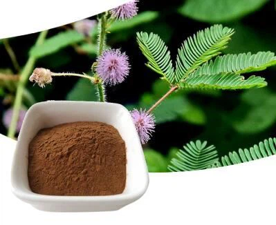 Mimosa Hostilis poudre