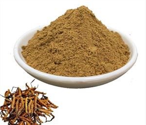 Extrait de champignon Cordyceps